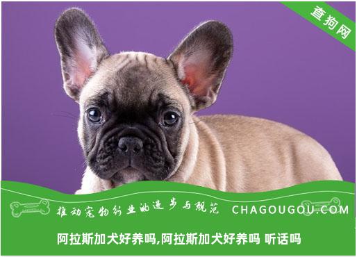 阿拉斯加犬好养吗,阿拉斯加犬好养吗 听话吗